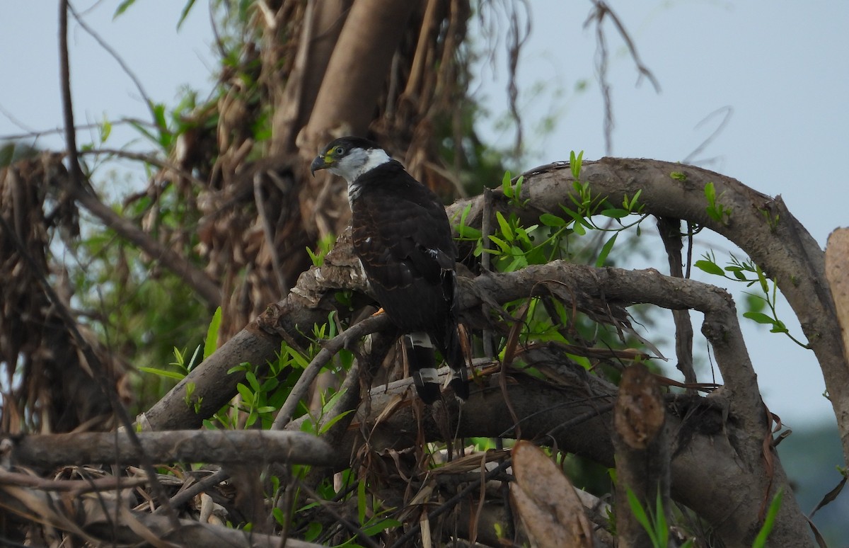 Hook-billed Kite - ML641768632