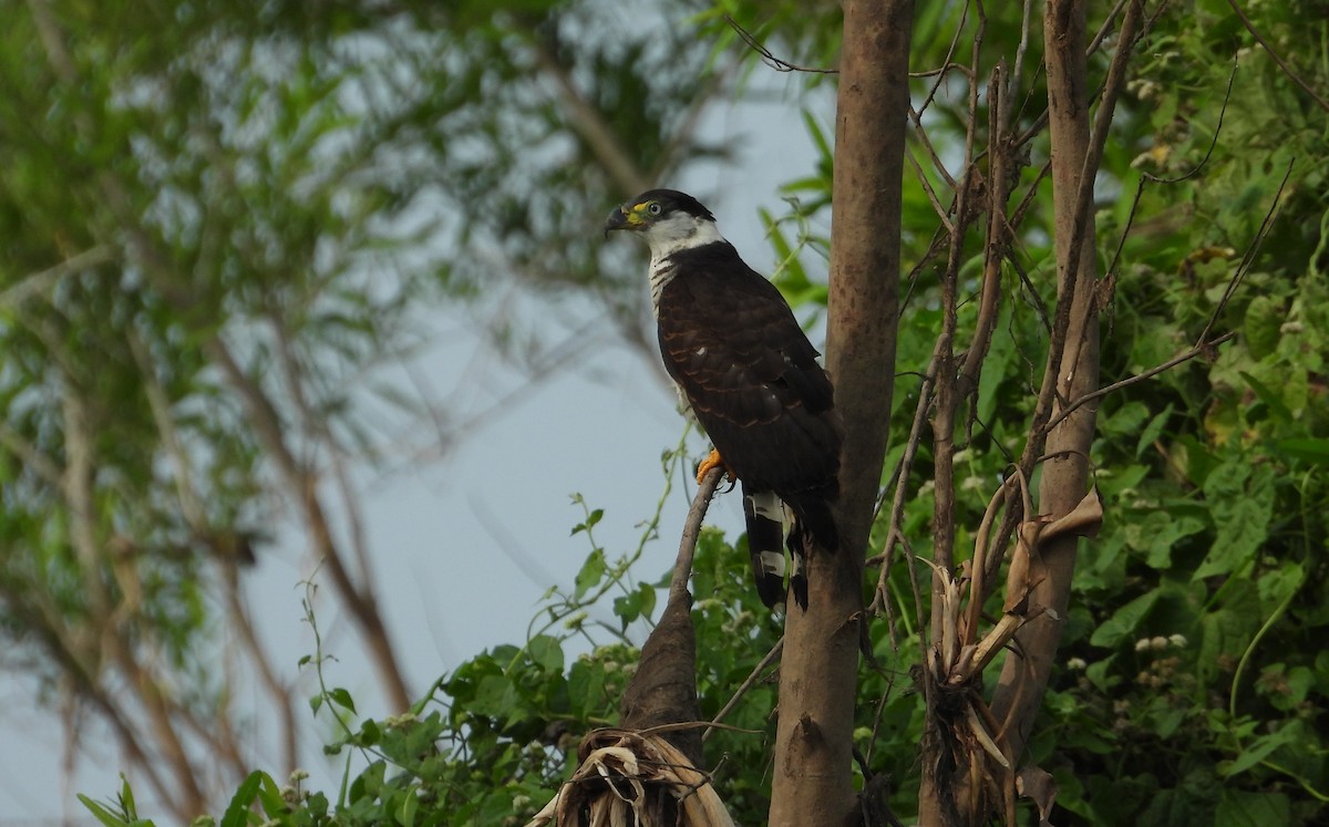 Hook-billed Kite - ML641768633