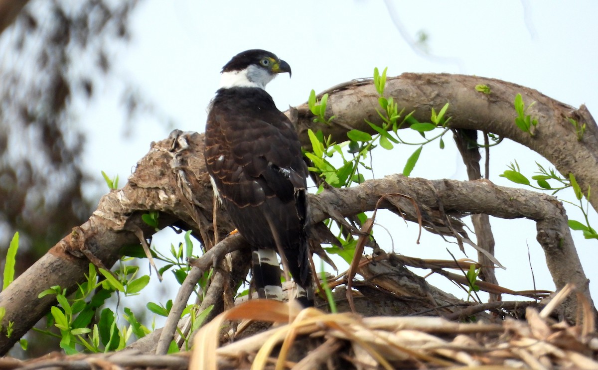 Hook-billed Kite - ML641768634