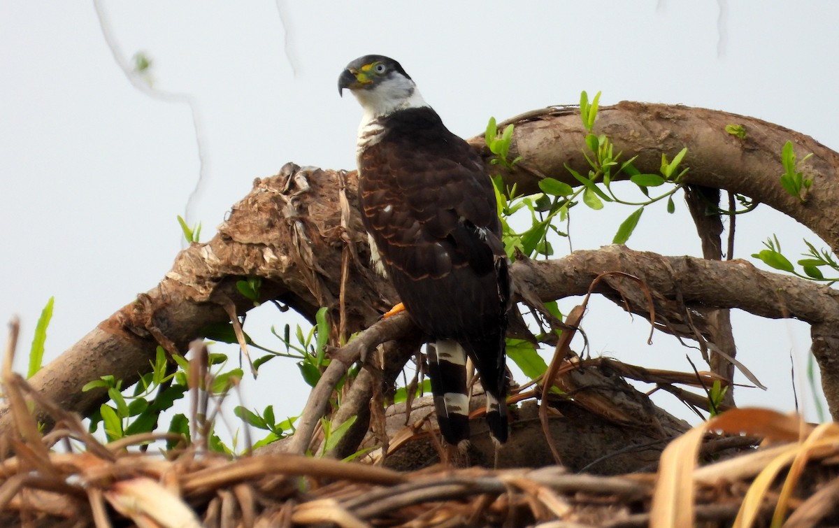 Hook-billed Kite - ML641768635
