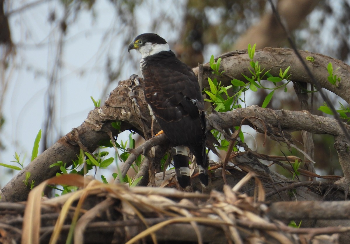 Hook-billed Kite - ML641768636