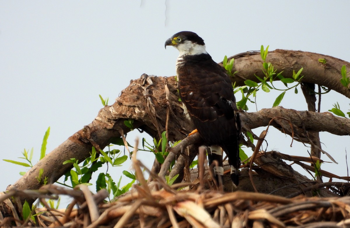 Hook-billed Kite - ML641768637