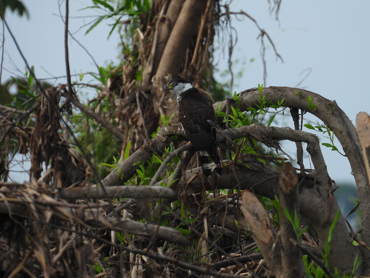 Hook-billed Kite - ML641768638