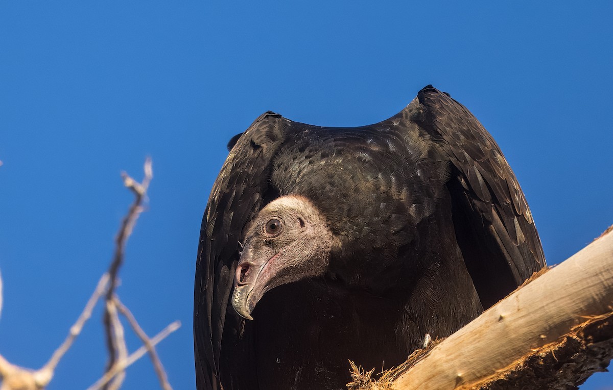 Turkey Vulture - ML641768640