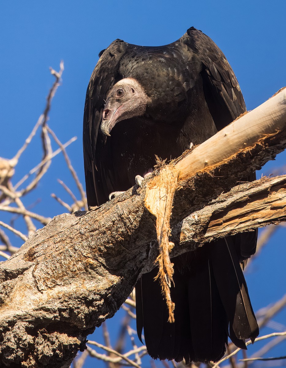 Turkey Vulture - ML641768645