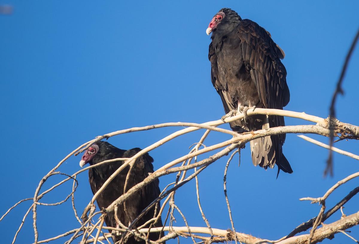 Turkey Vulture - ML641768646