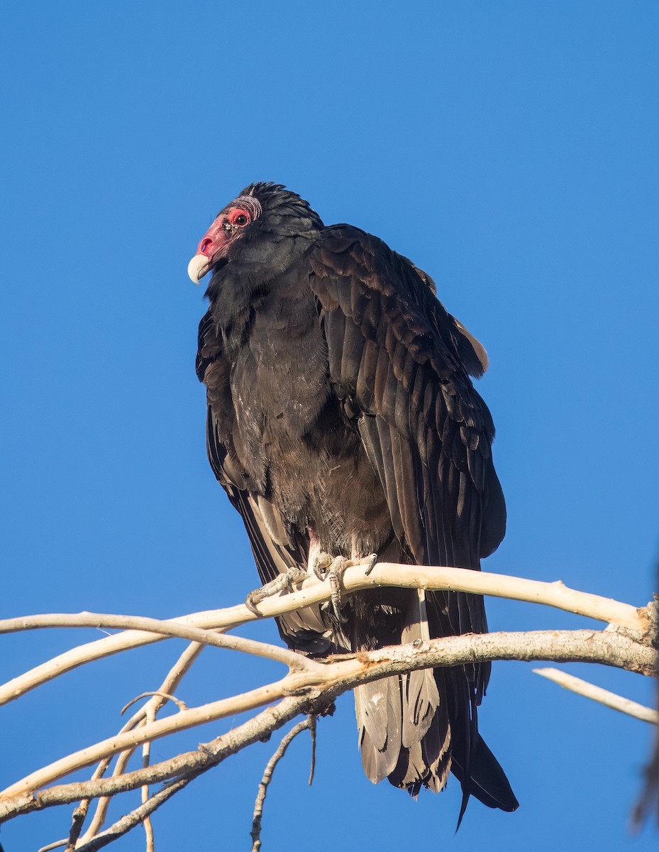 Turkey Vulture - ML641768647