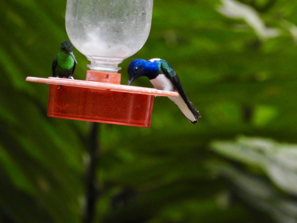 White-necked Jacobin - ML641768648