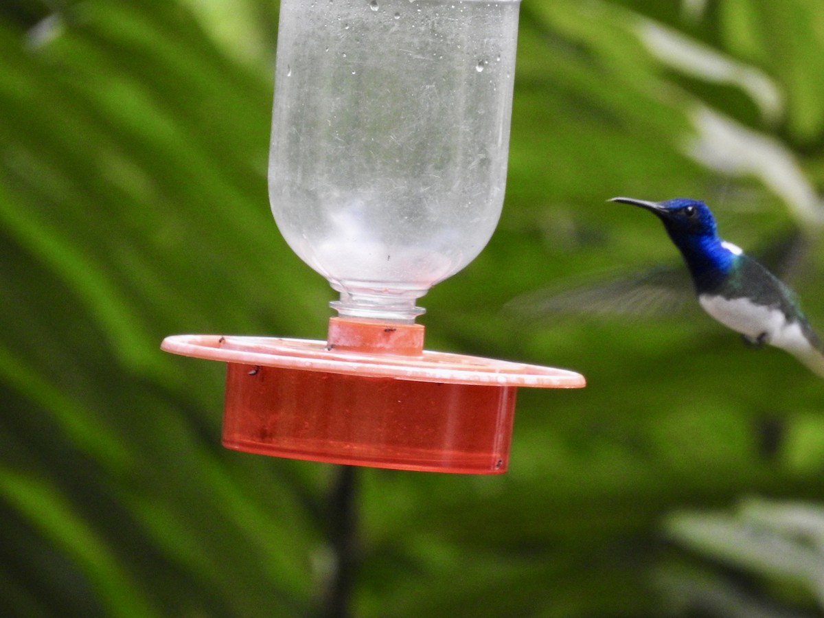 White-necked Jacobin - ML641768649
