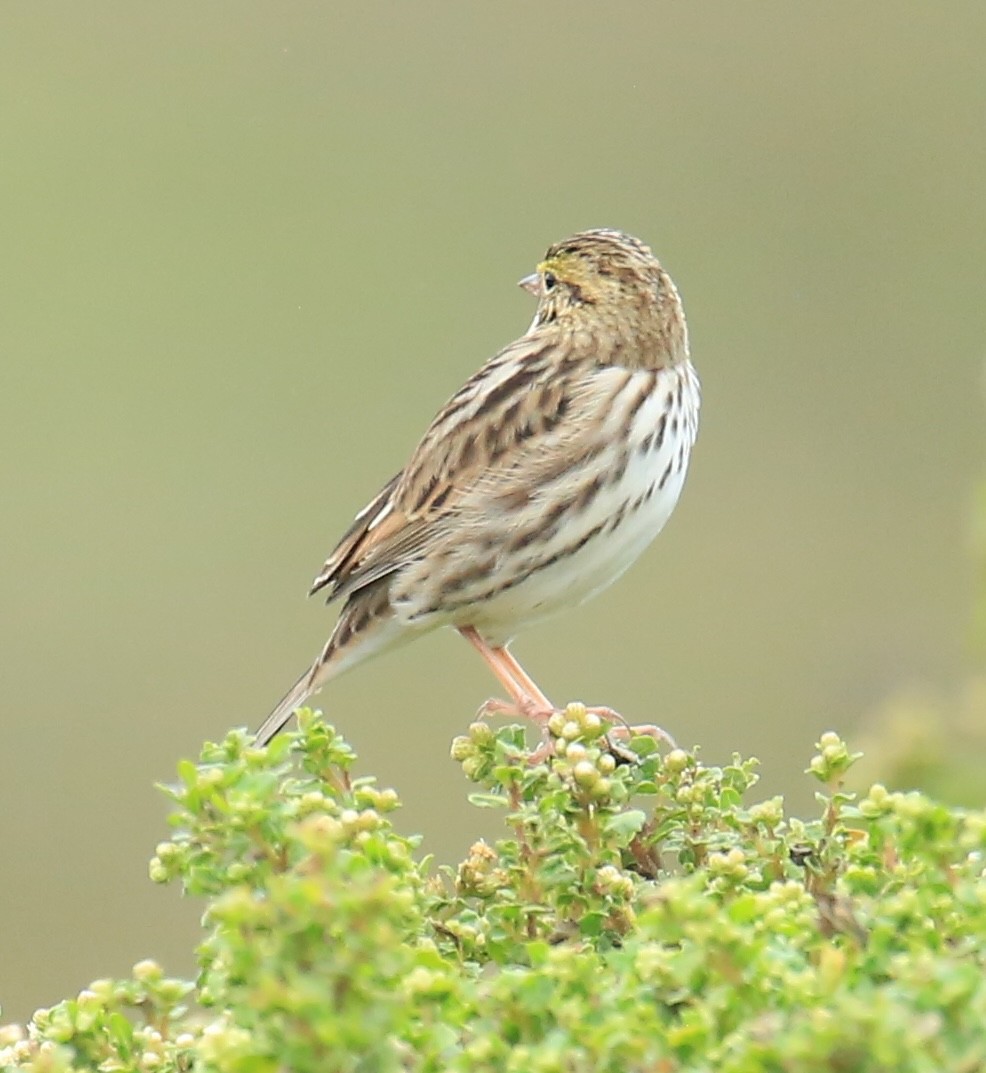 Savannah Sparrow - ML641768754