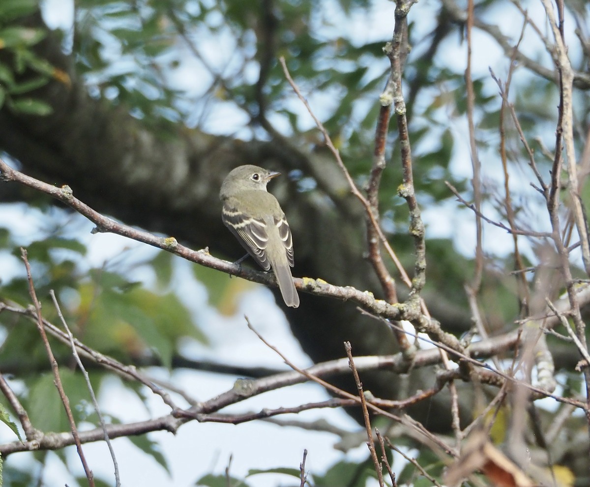 Least Flycatcher - ML641768788