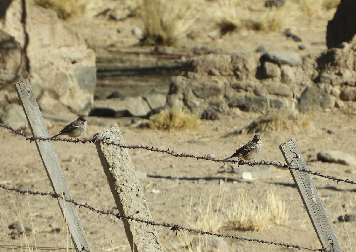 Mourning Sierra Finch - ML641768792