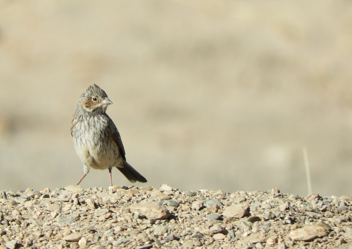 Mourning Sierra Finch - ML641768797