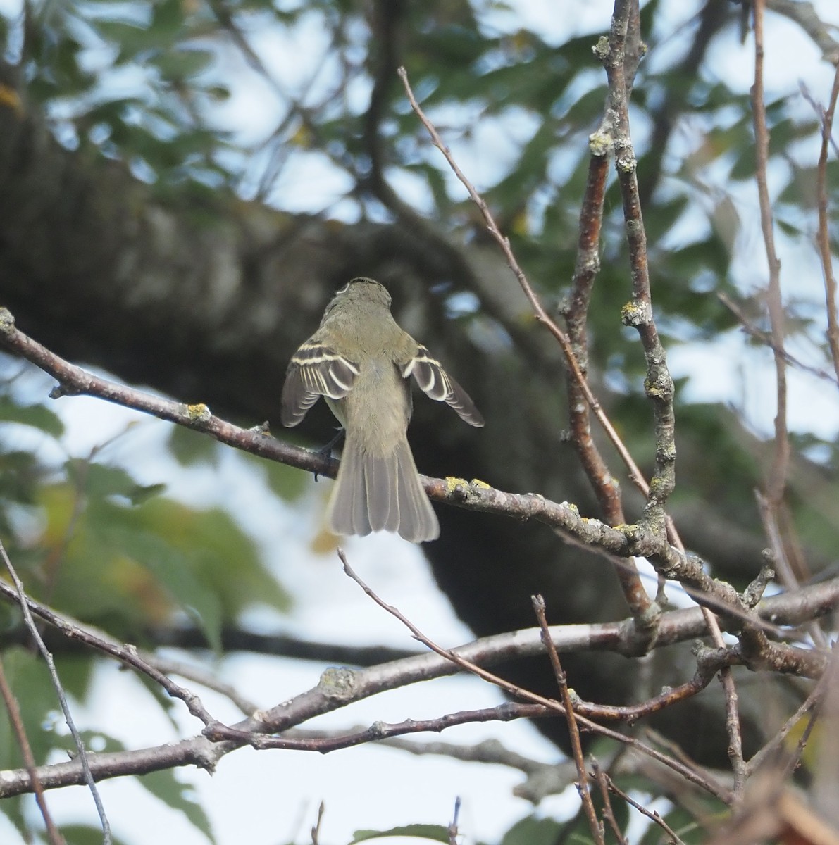 Least Flycatcher - ML641768808