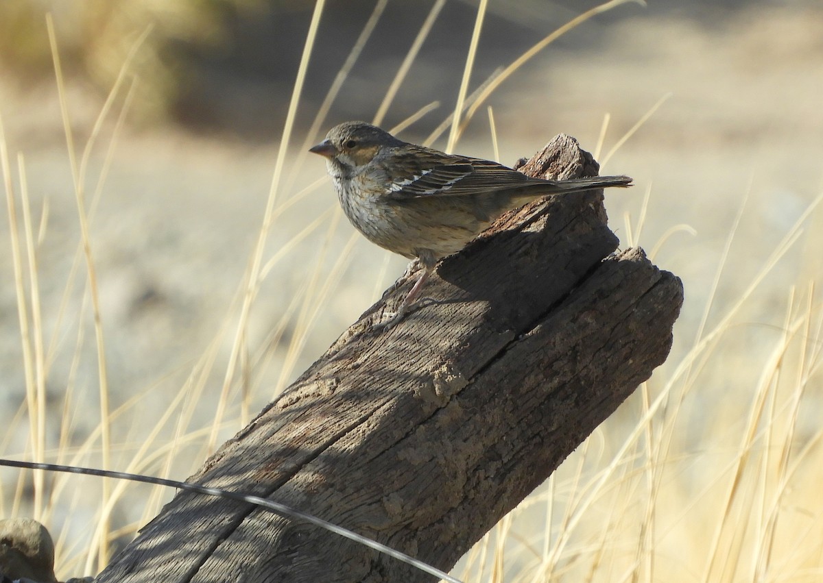 Mourning Sierra Finch - ML641768822