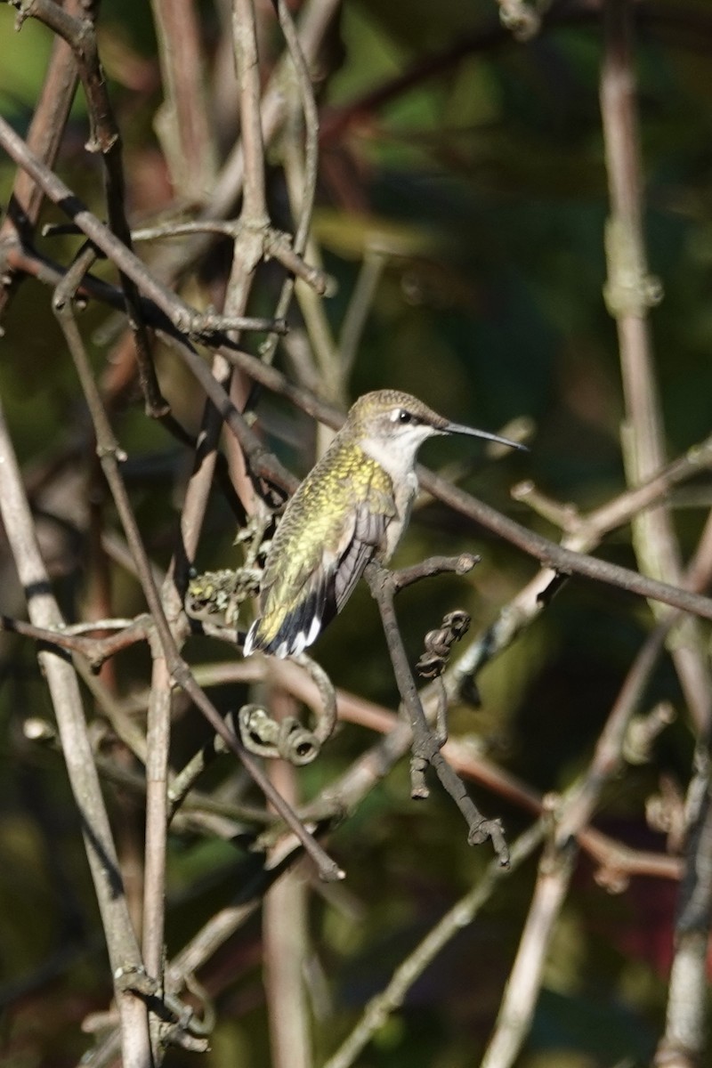 Ruby-throated Hummingbird - ML641768833
