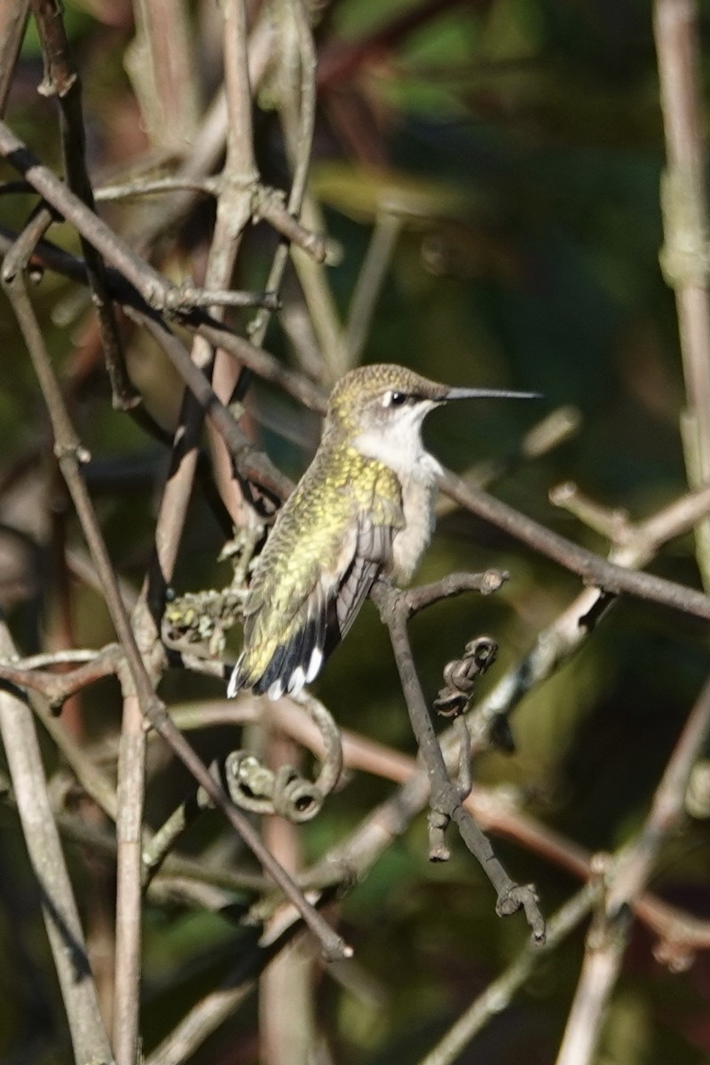 Ruby-throated Hummingbird - ML641768834