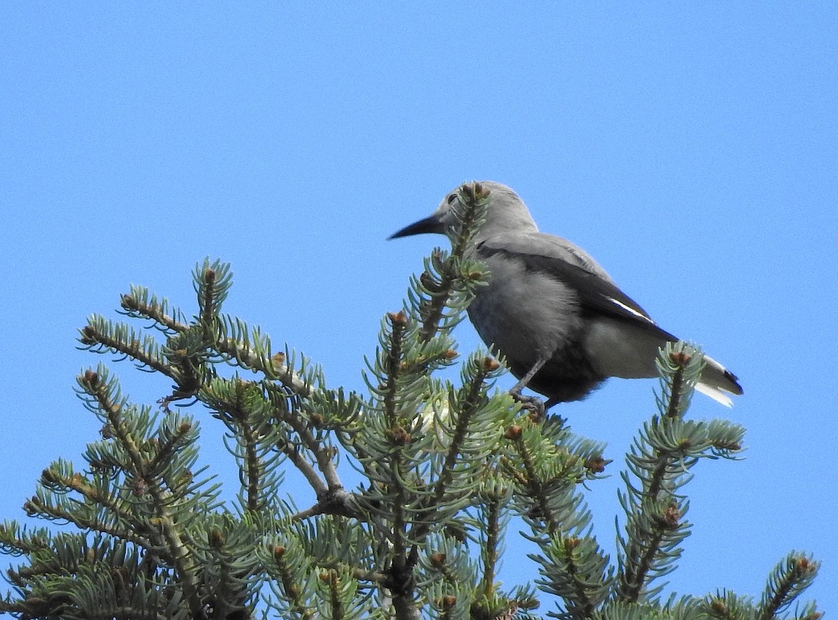 Clark's Nutcracker - ML641768854
