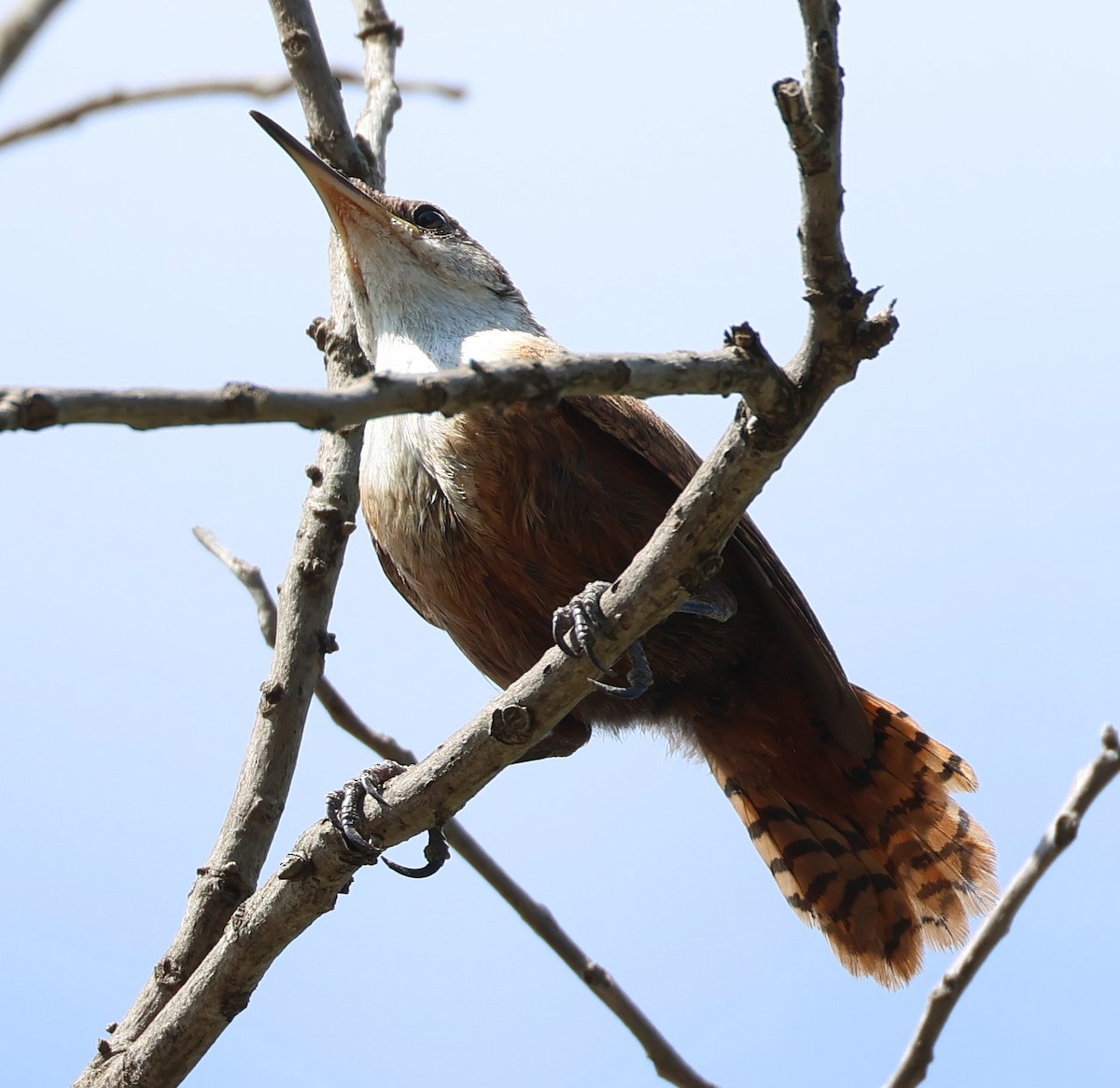 Canyon Wren - ML641768890