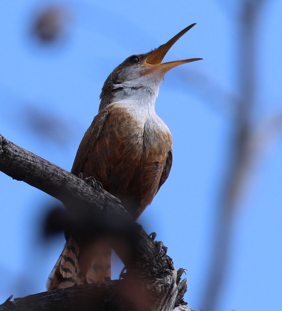 Canyon Wren - ML641768891