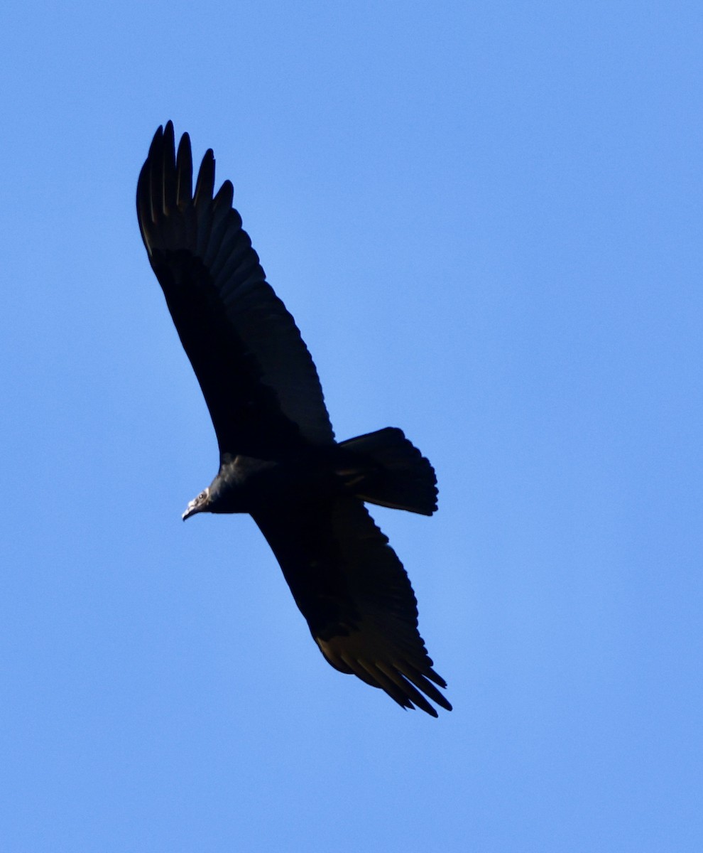 Turkey Vulture - ML641768892