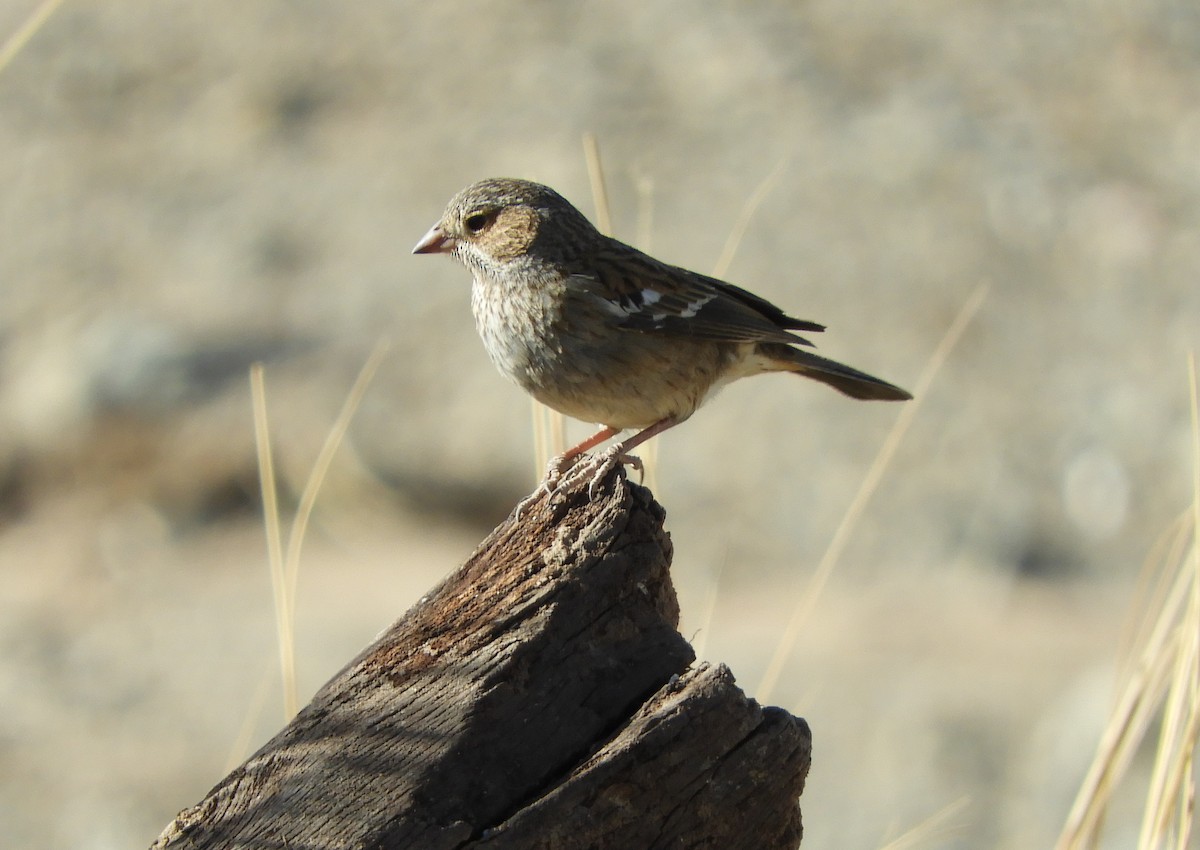 Mourning Sierra Finch - ML641768896