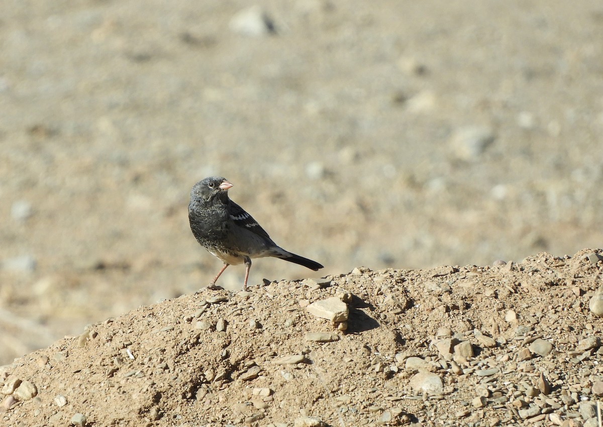 Mourning Sierra Finch - ML641768902