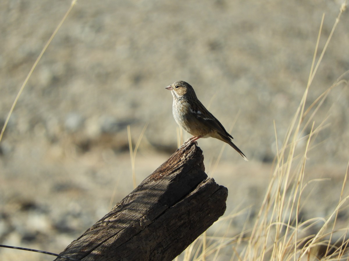 Mourning Sierra Finch - ML641768903