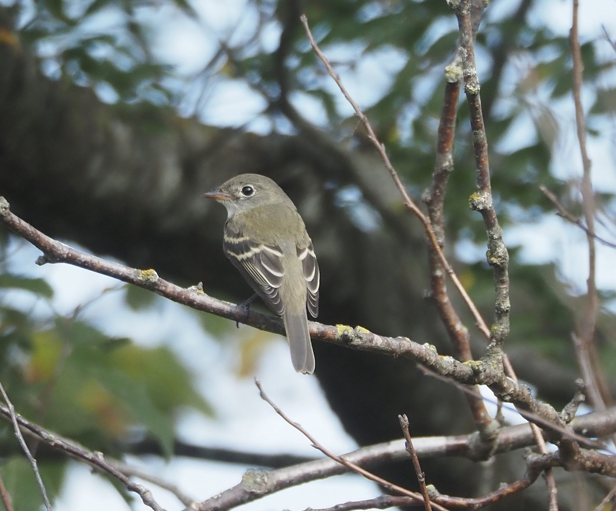 Least Flycatcher - ML641768928