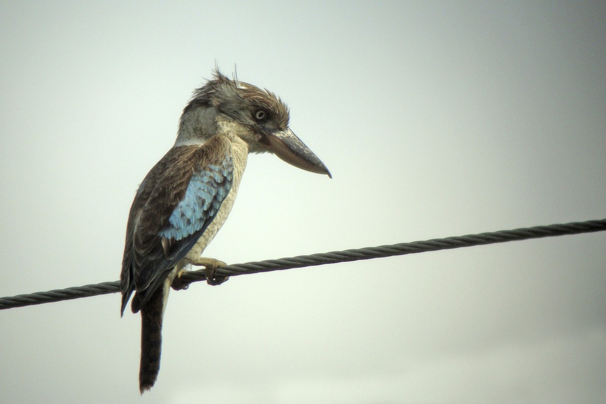 Blue-winged Kookaburra - ML641769004