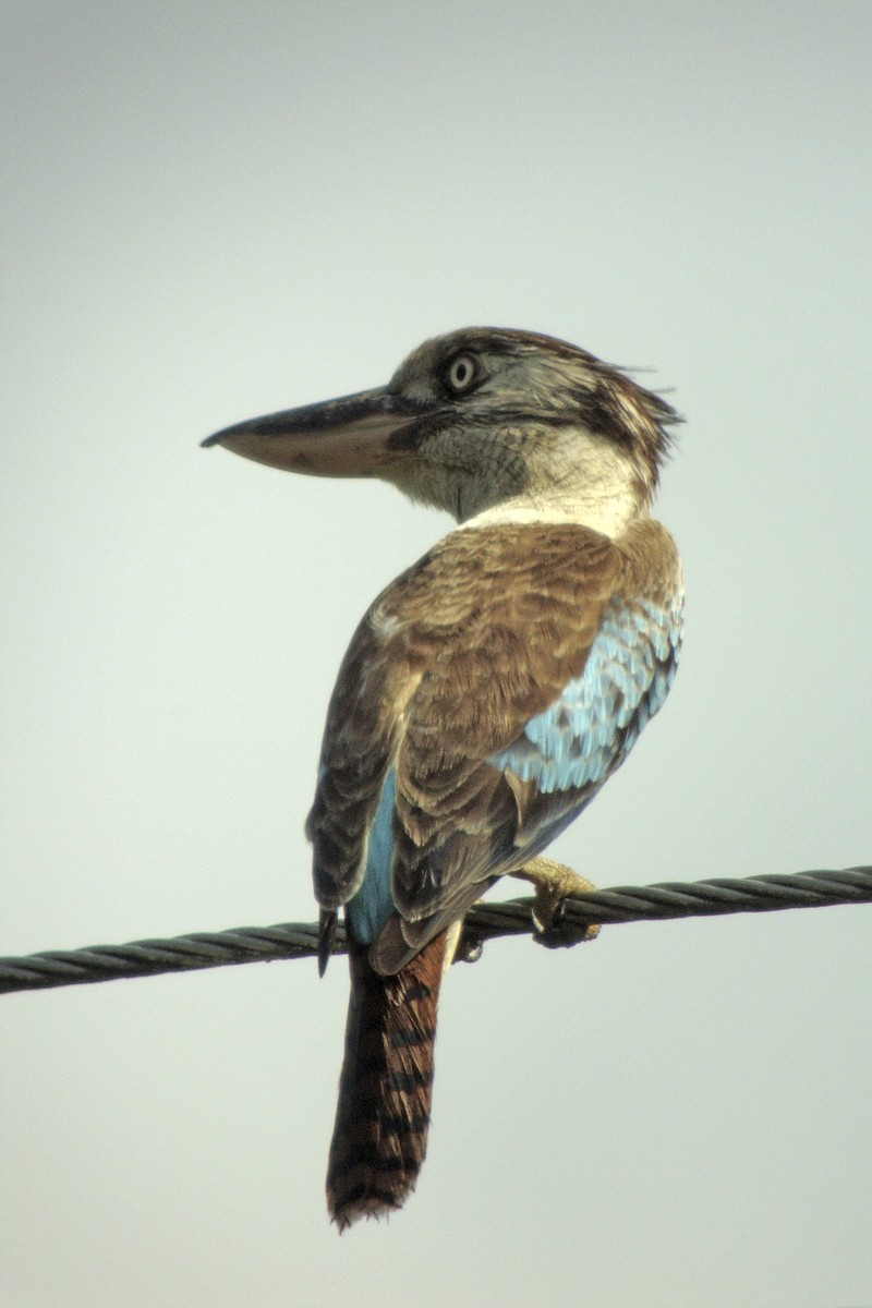 Blue-winged Kookaburra - ML641769005