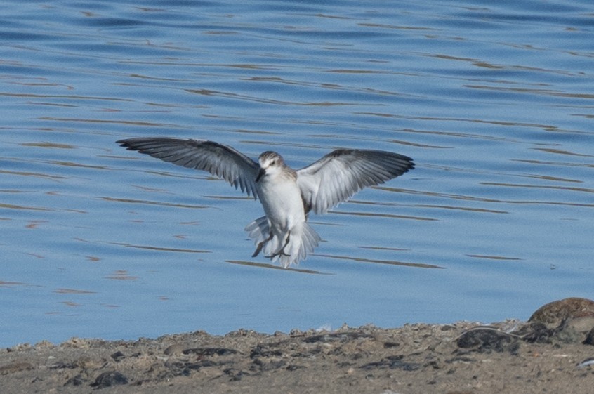 Semipalmated Sandpiper - ML641769007