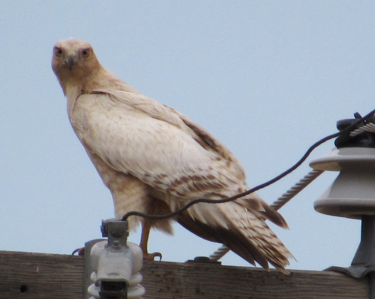 Red-tailed Hawk - ML641769008