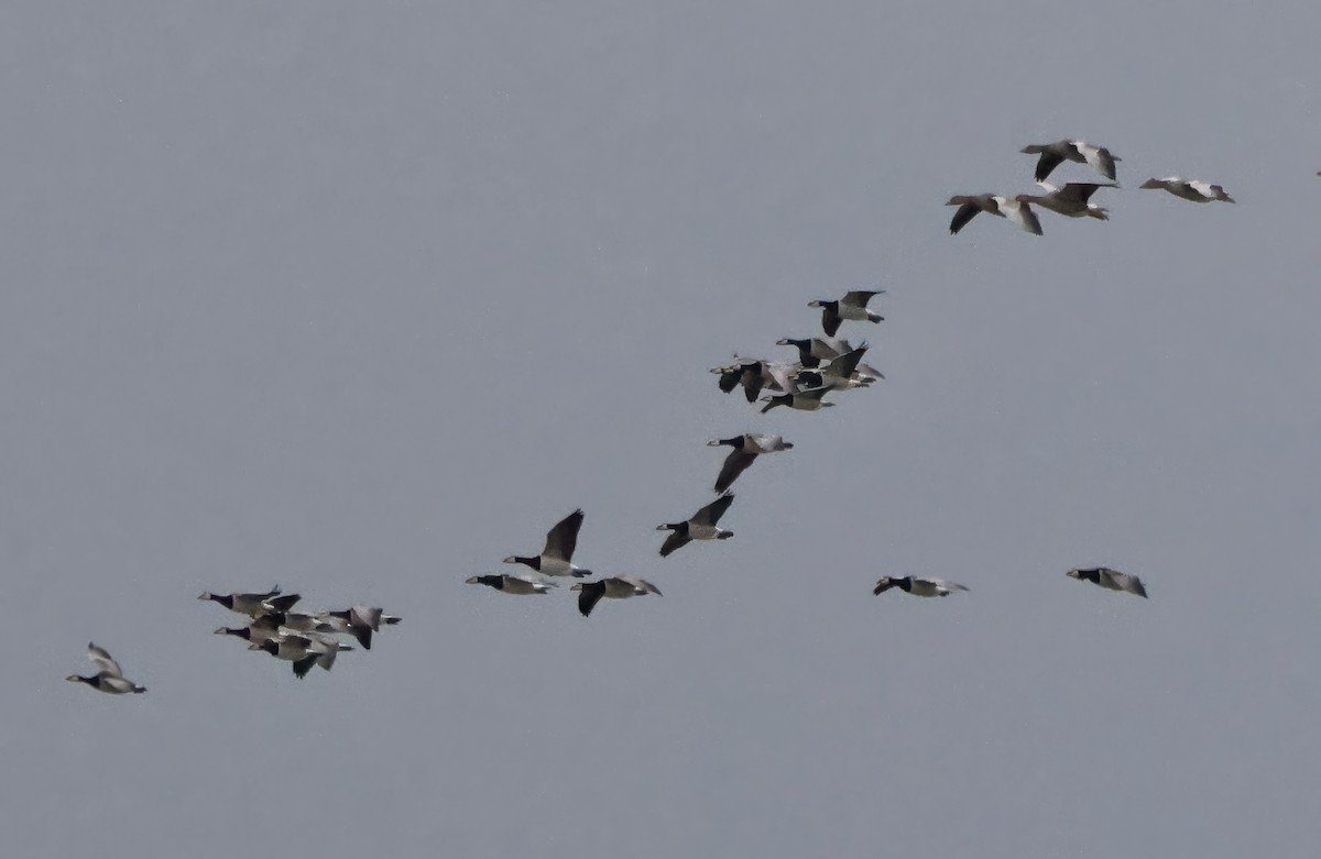 Barnacle Goose - ML641769009