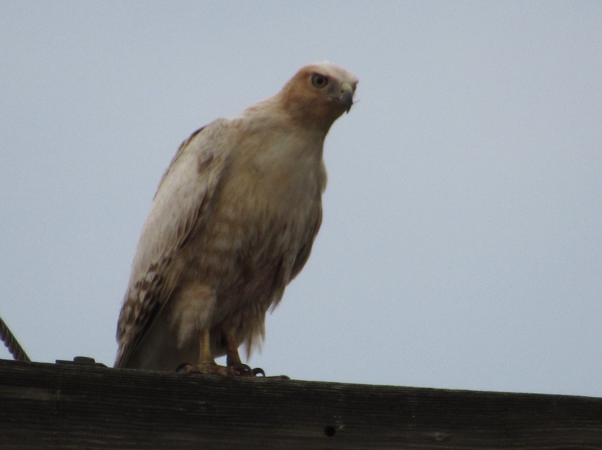 Red-tailed Hawk - ML641769015