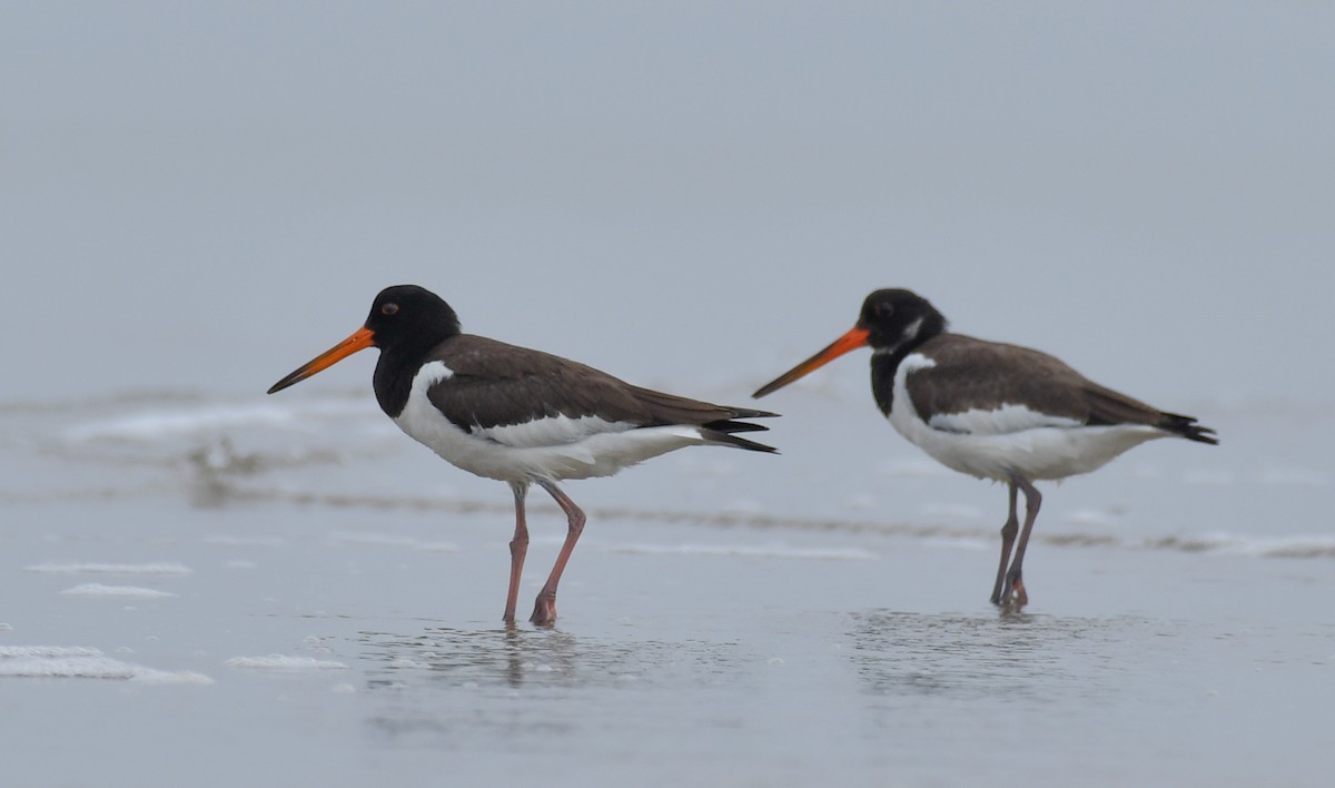 Eurasian Oystercatcher - ML641769020