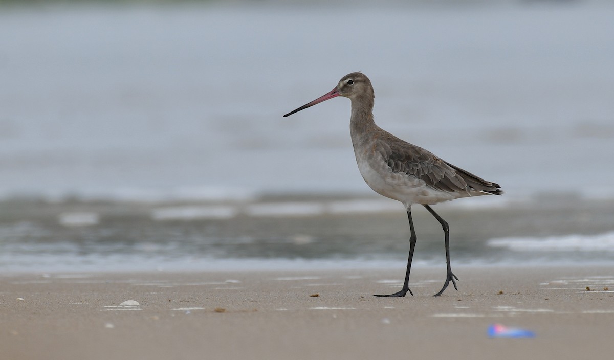 Black-tailed Godwit - ML641769032