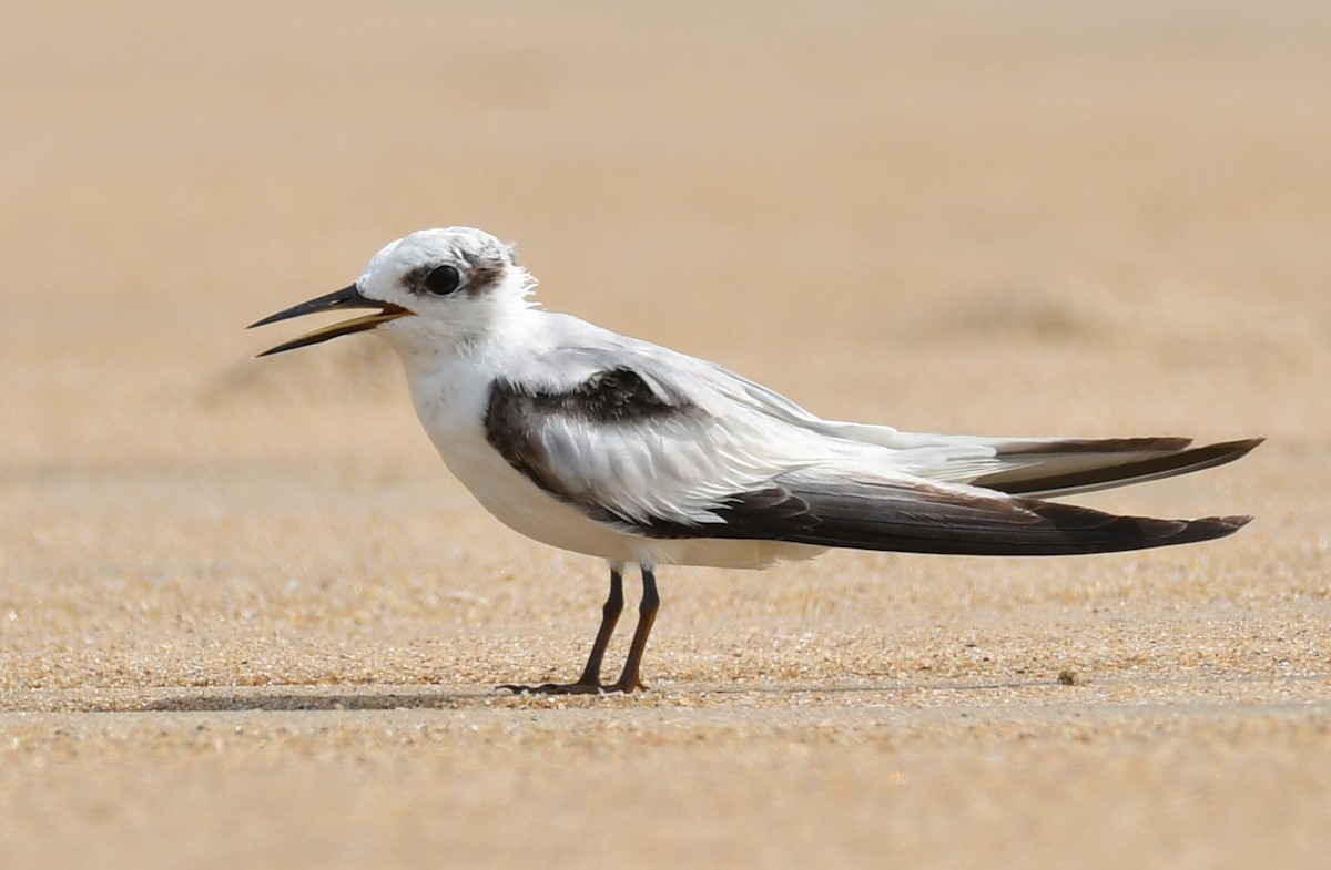 Saunders's Tern - ML641769052