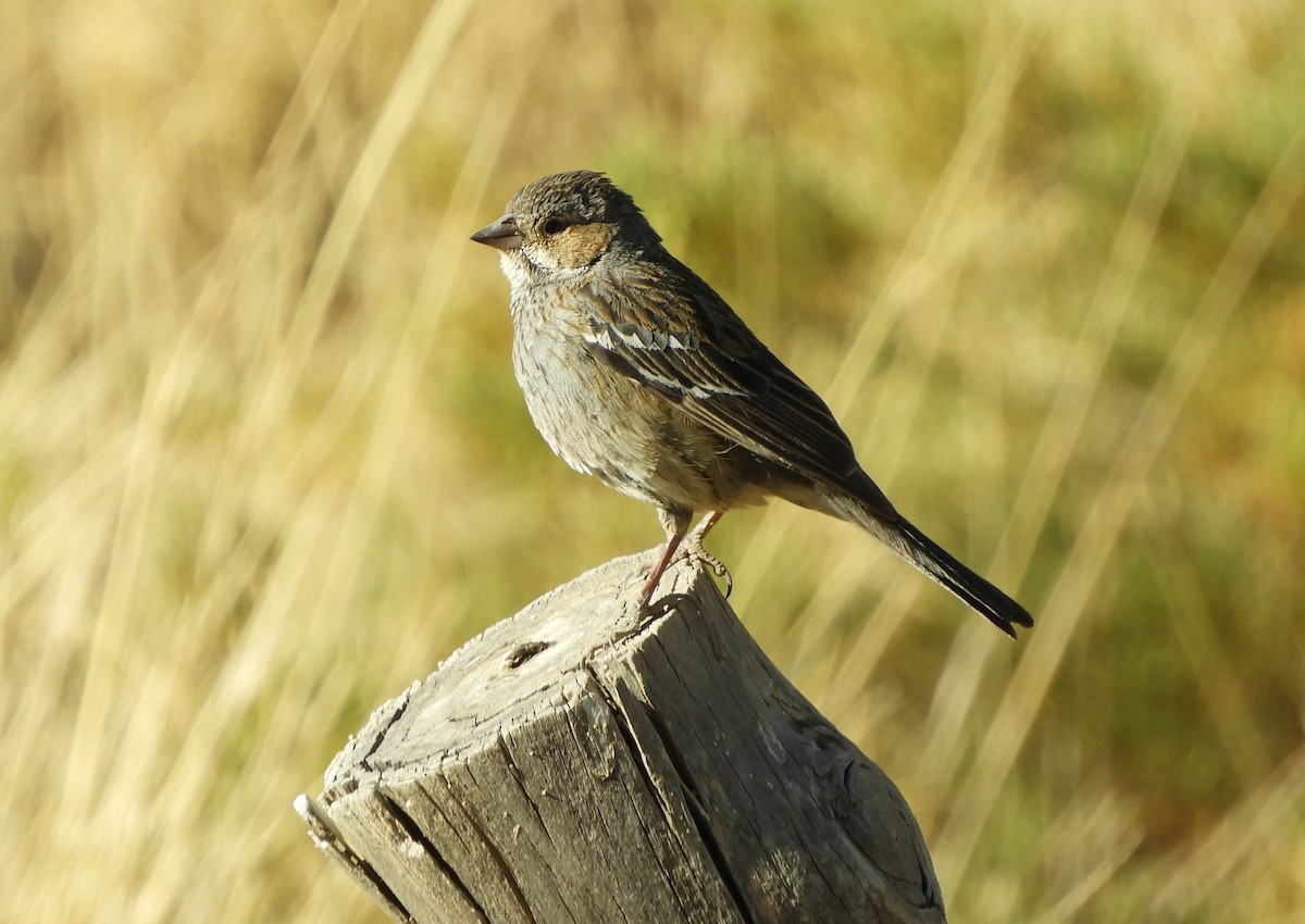 Mourning Sierra Finch - ML641769067