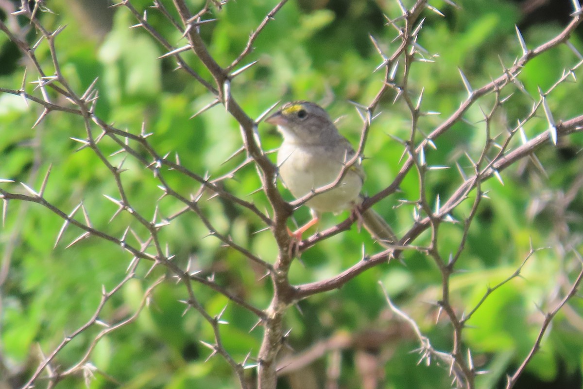 Grassland Sparrow - ML641769068