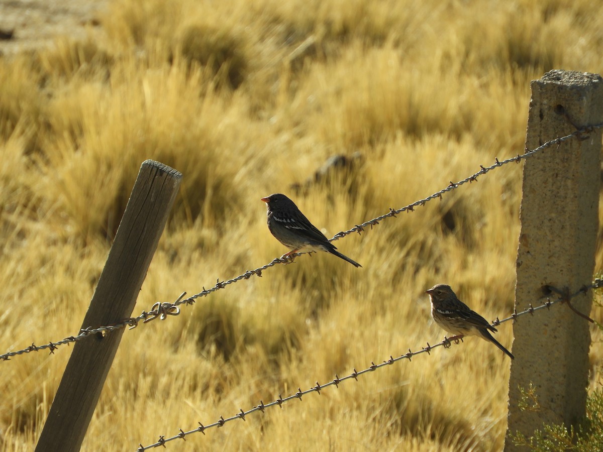 Mourning Sierra Finch - ML641769070