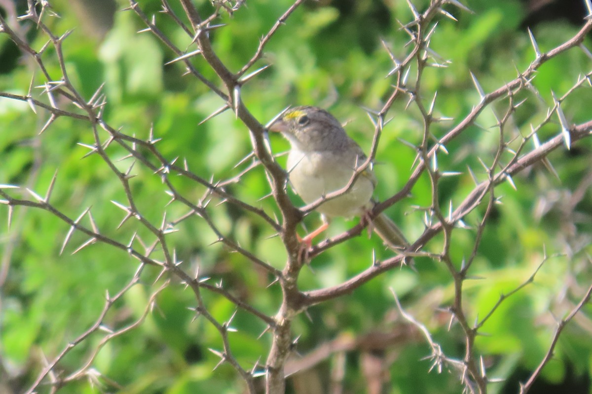 Grassland Sparrow - ML641769073