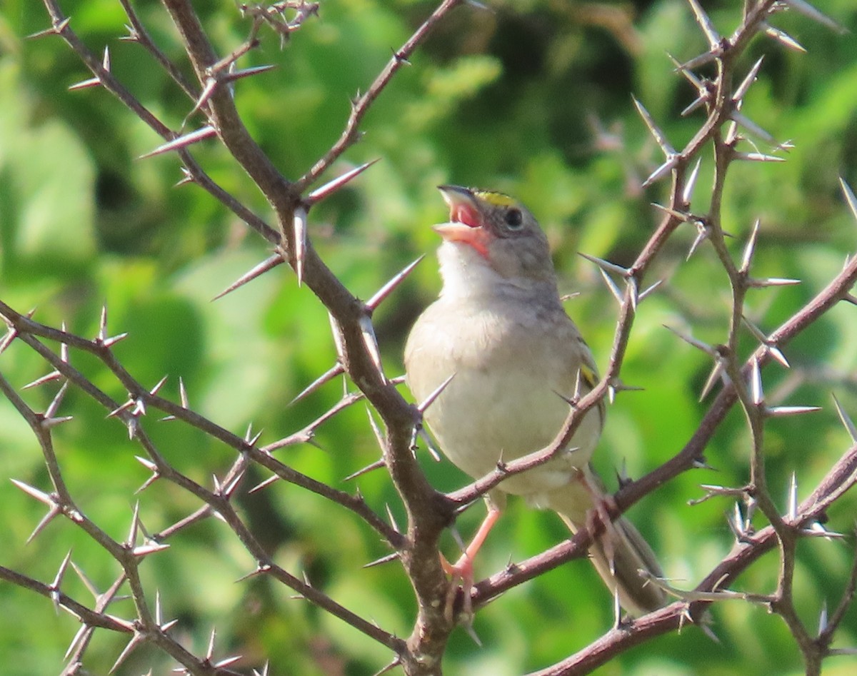 Grassland Sparrow - ML641769106