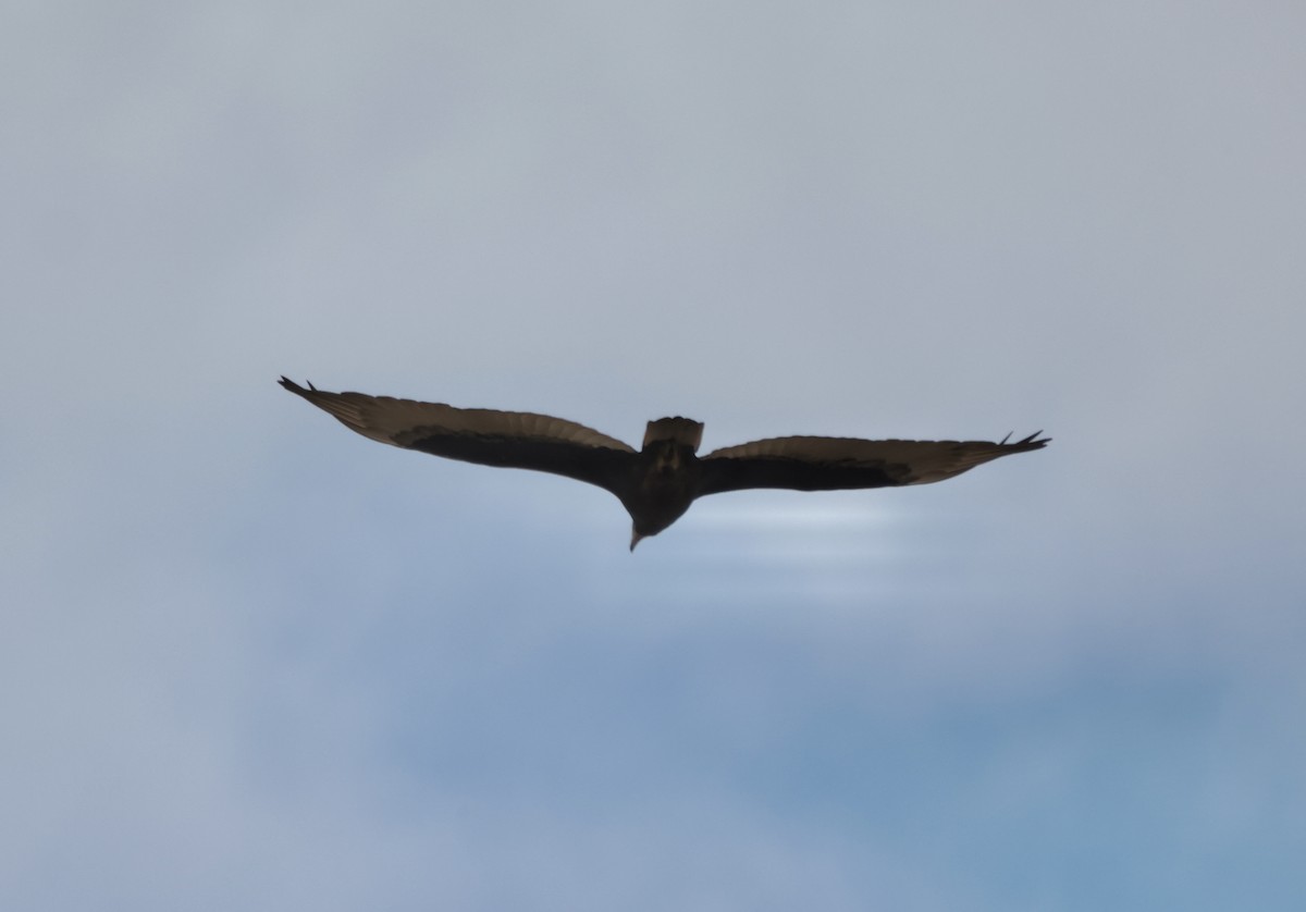 Turkey Vulture - ML641769119