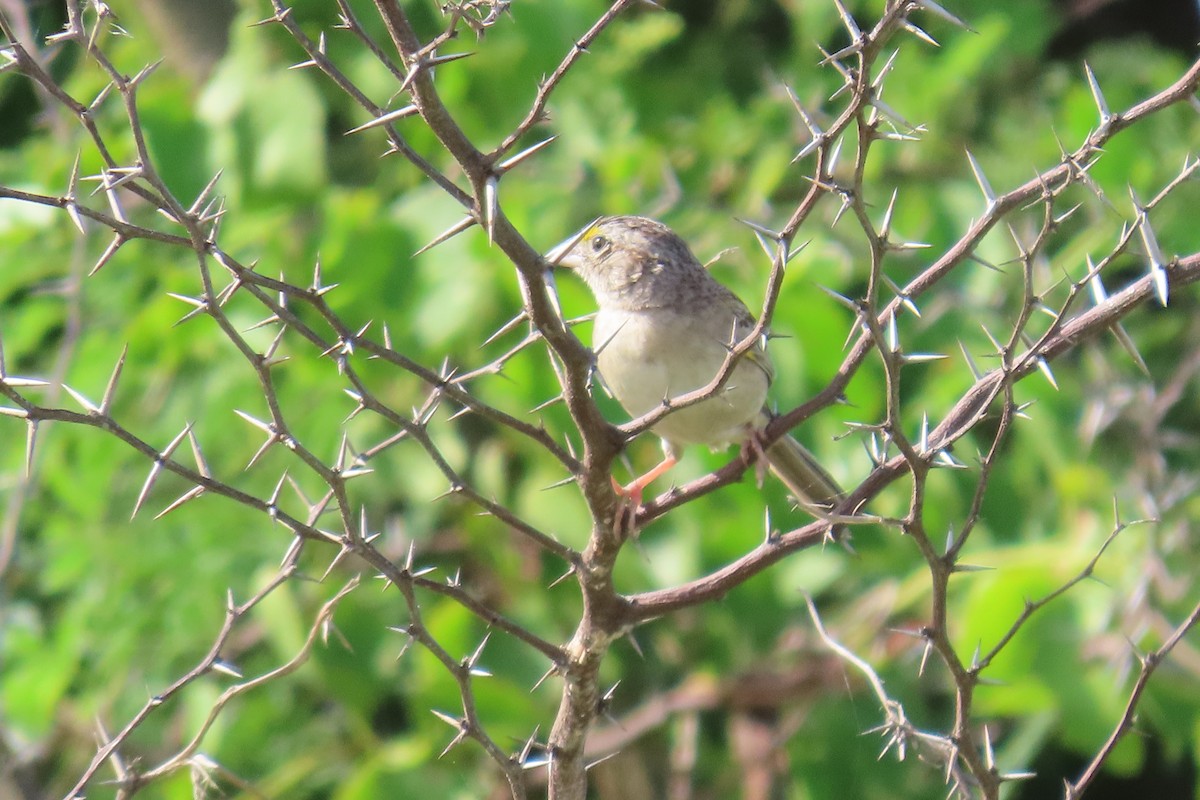 Grassland Sparrow - ML641769132