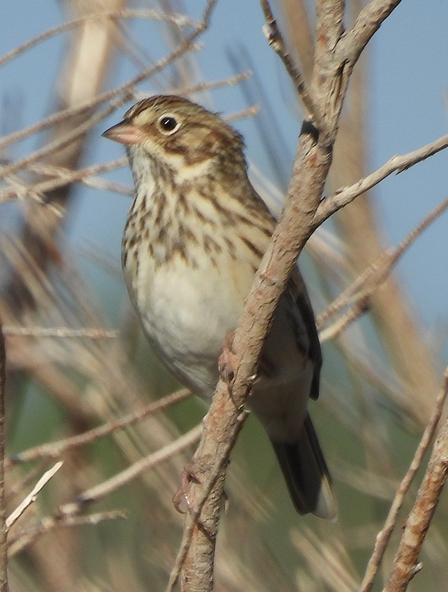Vesper Sparrow - ML641769138