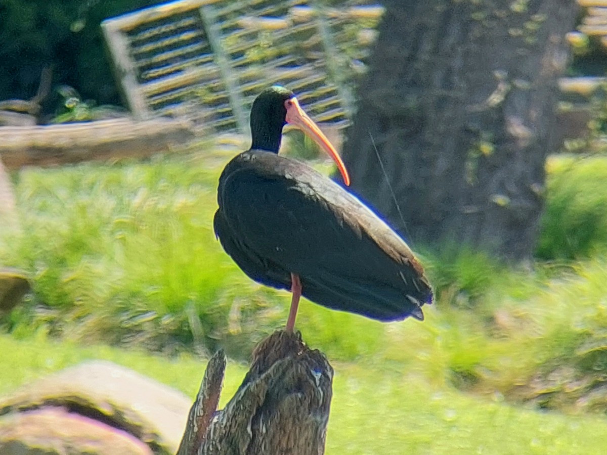 Bare-faced Ibis - ML641769142