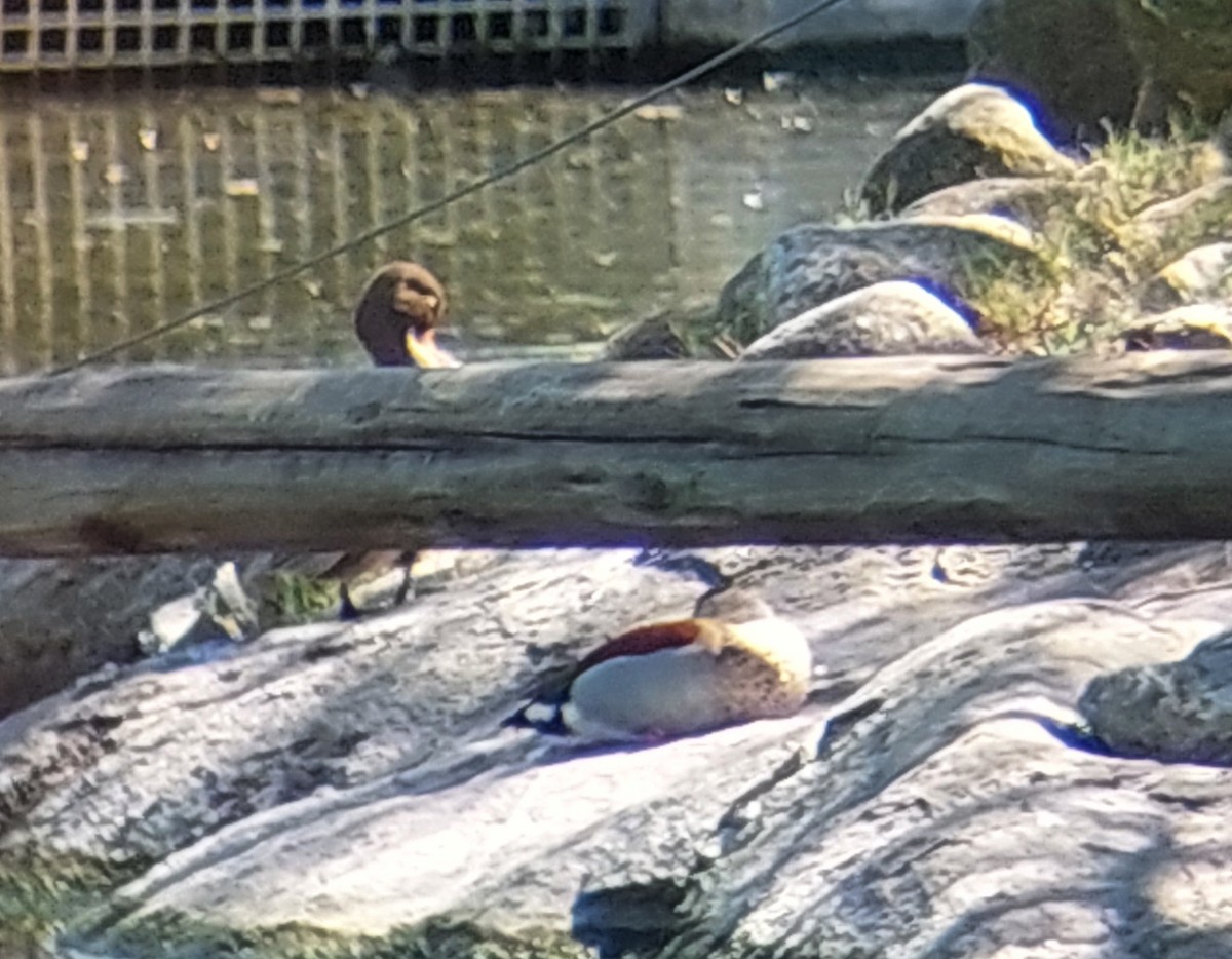 Ringed Teal - ML641769171
