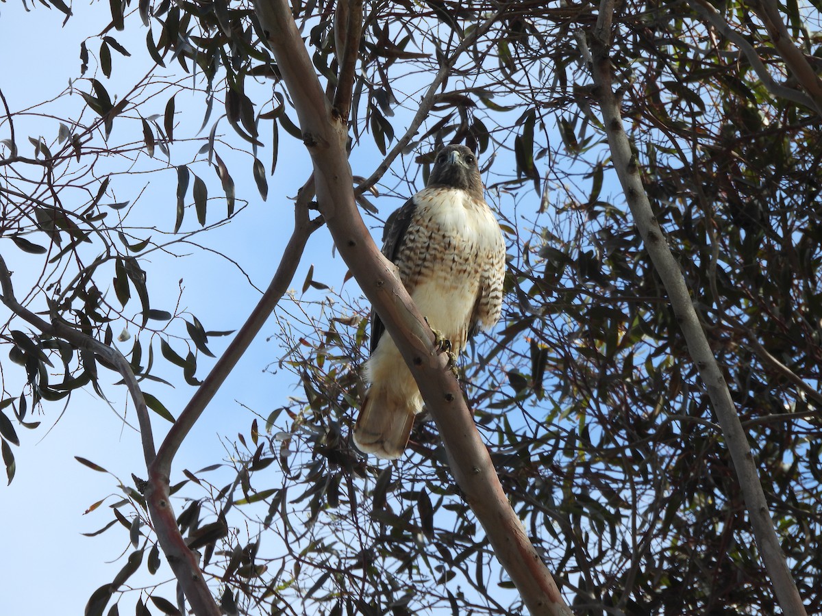 Red-tailed Hawk - ML641769172