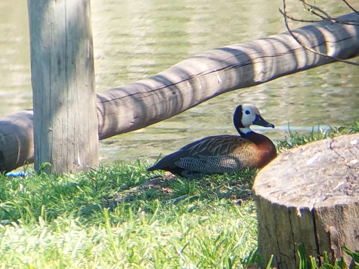 Dendrocygne veuf - ML641769174